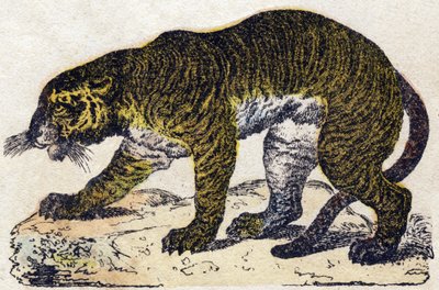 نمر. نقش في "" Alphabet des animaux sauvages "". 9th الدوري. صور إبينال ، بيليرين ، ناشر طابعة ، حوالي عام 1870. نقوش على الخشب ، مطبوعة. 16 صفحة. الأبعاد: 20 × 15 سم. مجموعة خاصة بواسطة المدرسة الفرنسية