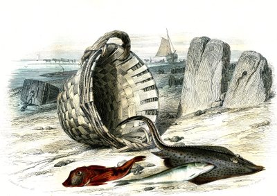 Trigle grondin (Trigle cuculus)، البياض (merlangius merlangus)، raie grondin (dipturus Batis) - لوحة مستخرجة من Histoire Naturelle بواسطة برنارد جيرمان دي لاسيبيدي (1856-1925)، طبعة P.Furme، باريس بواسطة المدرسة الفرنسية
