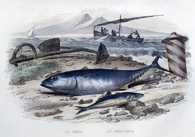 Tuna et mackereau - in “Histoire naturelle”” by Lacépède, T.II, ed. Furne et Cie, Paris بواسطة المدرسة الفرنسية