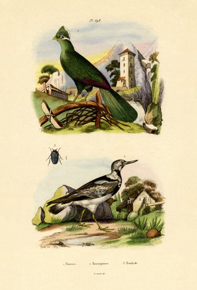 Turaco ، 1833-1839 بواسطة المدرسة الفرنسية