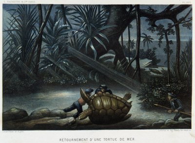 Turtle of a sea turtle - in “” Le monde de la mer”” by Alfred Fredol, Hachette, Paris بواسطة المدرسة الفرنسية