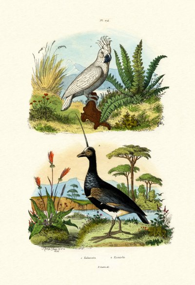 مظلة الببغاء ، 1833-1839 بواسطة المدرسة الفرنسية