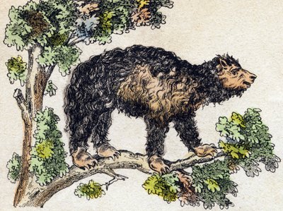 أوناو (كسول). نقش في "" Alphabet des animaux sauvages "". 9th الدوري. صور إبينال ، بيليرين ، ناشر طابعة ، حوالي عام 1870. نقوش على الخشب ، مطبوعة. 16 صفحة. الأبعاد: 20 × 15 سم. مجموعة خاصة بواسطة المدرسة الفرنسية
