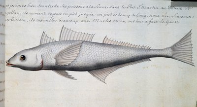 Unknown fish, Strait of Magellan, watercolour from log book by Jacques Gouin de Beauchesne (1652-1730), captain of Compagnie royale de la Mer du Sud, from 1698 to 1701, France بواسطة المدرسة الفرنسية