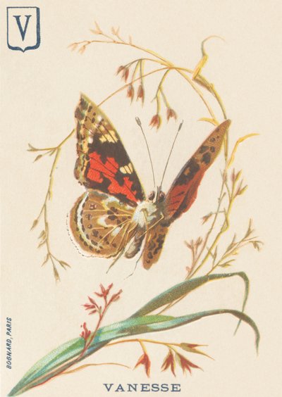 V: Vanesse (Vanessa Cardui or steplady or Vanesse du thistle) بواسطة المدرسة الفرنسية