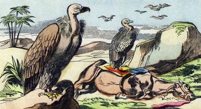 النسور. نقش في "Buffon Alphabet des Oiseaux n 1". 3rd Serie N 1. تصوير إبينال ، إبينال ، أواخر القرن التاسع عشر. 16 صفحة. قاتمة: 28x21 سم بواسطة المدرسة الفرنسية