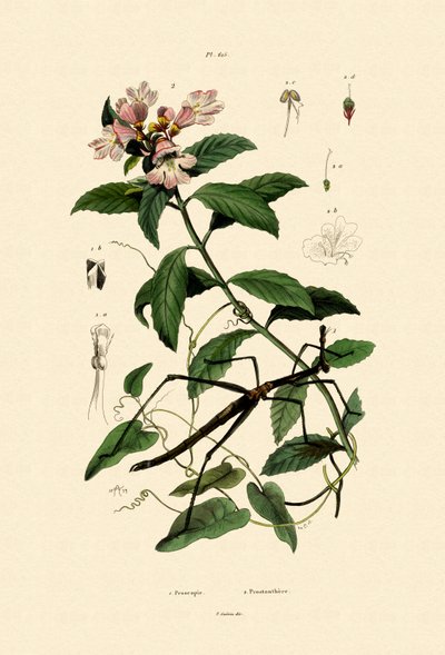 حشرة عصا المشي ، 1833-1839 بواسطة المدرسة الفرنسية