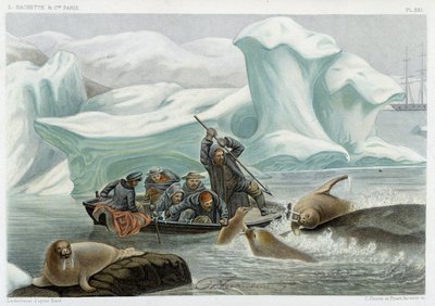 Walrus hunting - in “” Le monde de la mer”” by Alfred Fredol, Hachette, Paris بواسطة المدرسة الفرنسية
