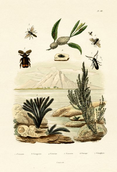 دبور ، 1833-1839 بواسطة المدرسة الفرنسية
