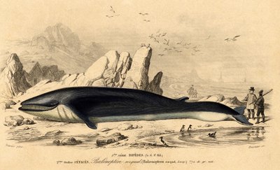 الحوت أو baleinoptera (Balaenoptera rorqual) بواسطة المدرسة الفرنسية
