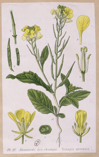 الخردل البري (Sinapis Arvensis) بواسطة المدرسة الفرنسية