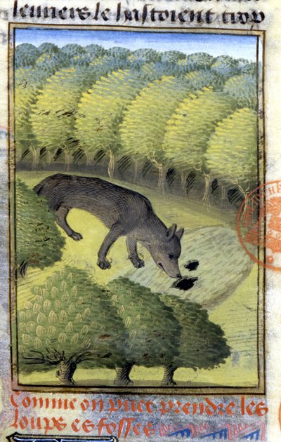 Wolf - in “” Hunting Book of Gaston Phoebus, Count of Foix, Lord of Béarn”” بواسطة المدرسة الفرنسية