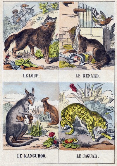ذئب؛ ثعلب كنغر ؛ جاكوار. نقش في Buffon Alphabet des Animaux. السلسلة الثالثة N 1. تصوير إبينال ، إبينال ، أواخر القرن التاسع عشر .16 صفحة. Dim: 28x21cm بواسطة المدرسة الفرنسية