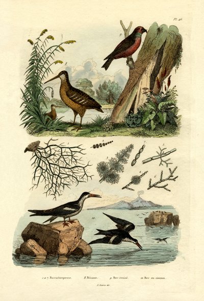 وودكوك ، 1833-1839 بواسطة المدرسة الفرنسية