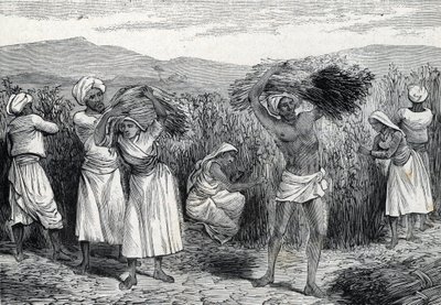 Smilax أو sarsaparille أو حصاد الأعشاب الخشنة في بيرو (نقش) 1888 بواسطة المدرسة الفرنسية