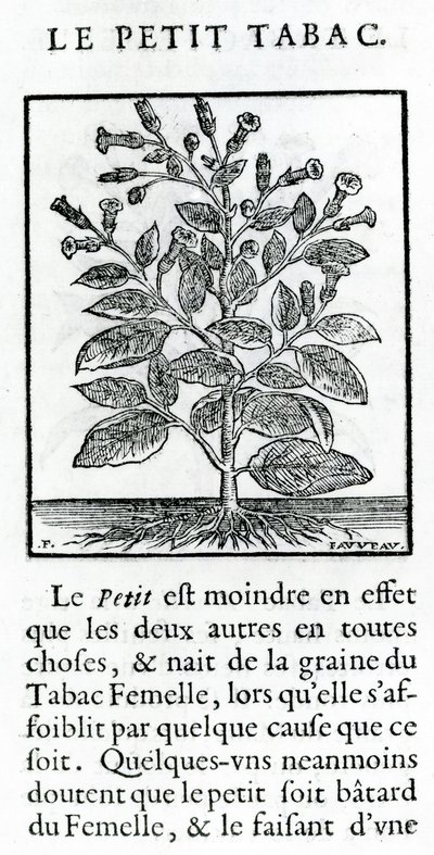 le Perit Tabac ، رسم توضيحي من Discours du Tabac بواسطة جان لو روير دي برادي ، 1671 بواسطة المدرسة الفرنسية