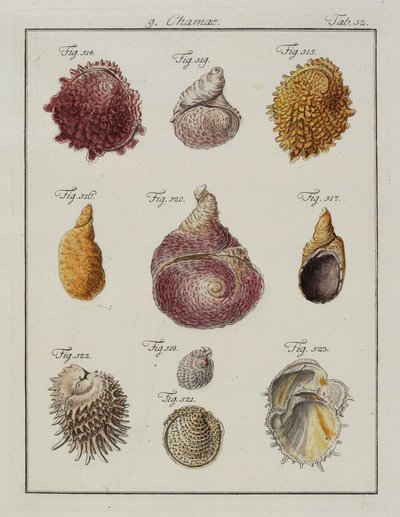 قذائف البحر: Chamae ، Pinnae ، من Neues systematisches Conchylien-Cabinet ، 1784 (النقش والنقش الملون يدويًا) بواسطة فريدريش هاينريش فيلهلم مارتيني