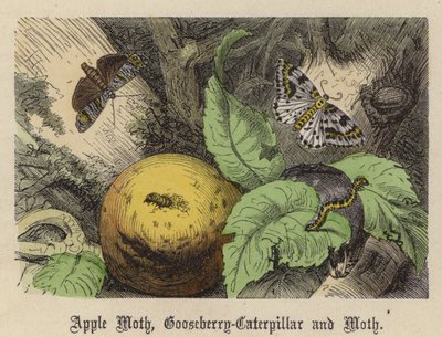 Apple Moth, Gooseberry-Caterpillar, and Moth (coloured engraving) بواسطة فريدريش سبيشت