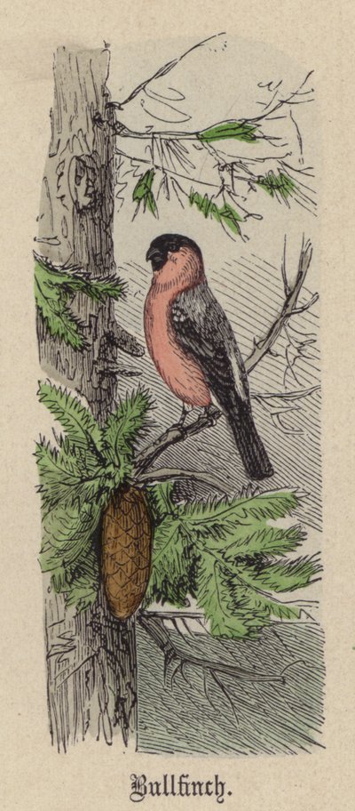 Bullfinch (نقش ملون) بواسطة فريدريش سبيشت