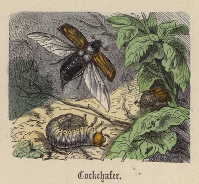 Cockchafer (نقش ملون) بواسطة فريدريش سبيشت