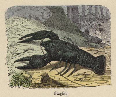 Crayfish (coloured engraving) بواسطة فريدريش سبيشت
