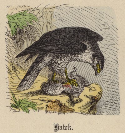 Hawk (coloured engraving) بواسطة فريدريش سبيشت
