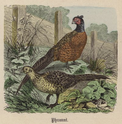 Pheasant (coloured engraving) بواسطة فريدريش سبيشت