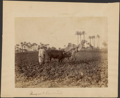 حراثة الجمل بواسطة جي ليكيجيان