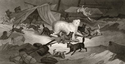 Bear Hunt ، محفورة من قبل JC McRea ، من &39;Arctic Explorations in the Years 1853 ، 54 ، 55&39; ، المجلد الأول ، من قبل الدكتورة إليشا كينت كين (1820-57) نشرت فيلادلفيا ، 1856 بواسطة جي وايت