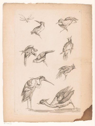 ثمانية طيور صينية ، بما في ذلك Kingfishers ، مالك الحزين ، بطة واليعسوب طيور صينية مختلفة (عنوان المسلسل) Livre des differentes éspeces d