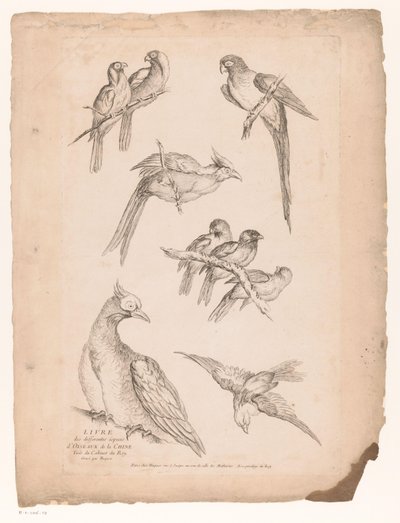 تسعة طيور صينية مختلفة الطيور الصينية (عنوان السلسلة) Livre des differentes éspeces d'oiseaux de la Chine (عنوان السلسلة على الكائن) بواسطة غابرييل هوكيير (منسوب إلى)
