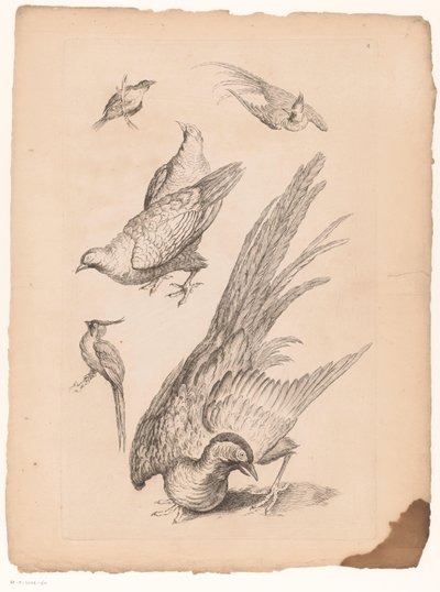 Zes الصينية vogels Verschillende Chinese vogels (عنوان المسلسل) كتاب الأنواع المختلفة من طيور الصين (عنوان السلسلة) بواسطة غابرييل هوكيير (منسوب إلى)