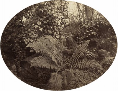 السعف الشتوية للسرخس الشائك، ج. 1862 (صورة) بواسطة جيفري بيفينجتون