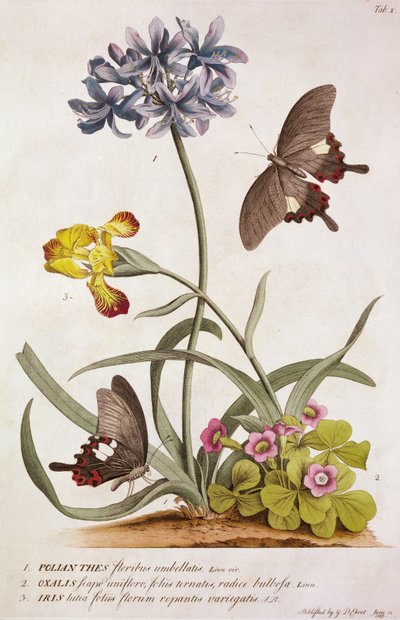 Agapanthus africanus ، ألوان قوس قزح ، وأنواع من الأكسالات ، من "نباتات وفراشات نادرة" ، 1749 بواسطة جورج ديونيسيوس إهريت