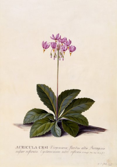 Aricula ursi، Shooting Star، c.1744 (نقش يدوي) بواسطة جورج ديونيسيوس إهريت