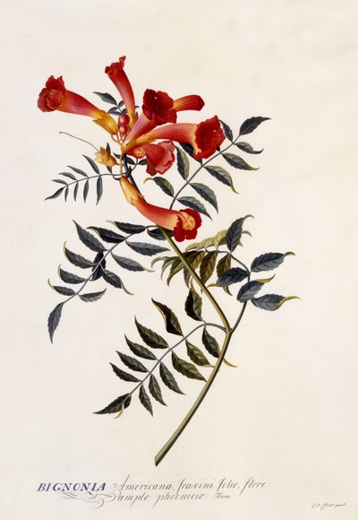 Bignonia Americana ، c.1743 (نقش يدوي) بواسطة جورج ديونيسيوس إهريت