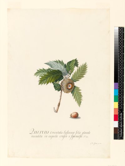 Quercus Orientalis ، 1742 (مرحاض ولون بودي على الرق) بواسطة جورج ديونيسيوس إهريت