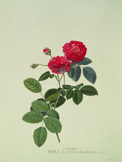 Rosa: Holoferica multiplex (Park Parade) بواسطة Georg Dionysius Ehret
