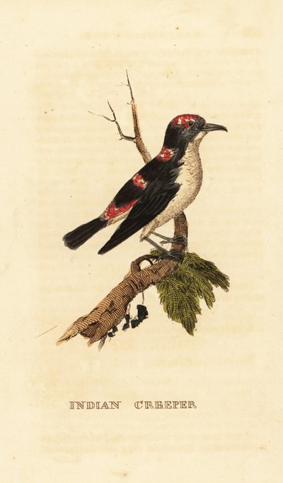 American treecreeper or brown creeper, Certhia americana بواسطة جورج (بعد) إدواردز