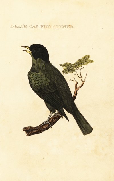 بلبل أسود الرأس ، Pycnonotus melanicterus بواسطة جورج (بعد) إدواردز