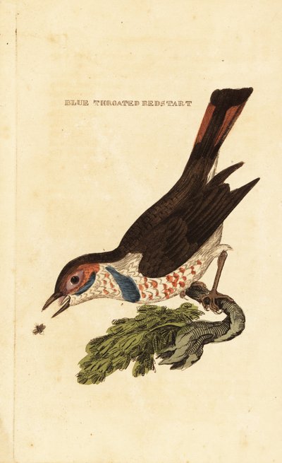 Bluethroat ، Luscinia svecica بواسطة جورج (بعد) إدواردز