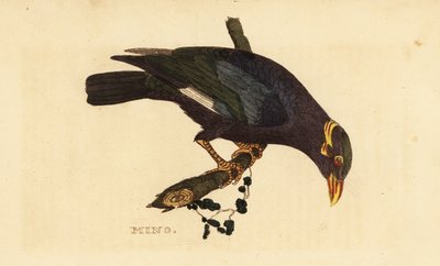 مينا بياض ، Acridotheres albocinctus بواسطة جورج (بعد) إدواردز