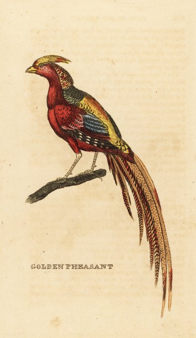 الدراج الذهبي ، Chrysolophus pictus بواسطة جورج (بعد) إدواردز