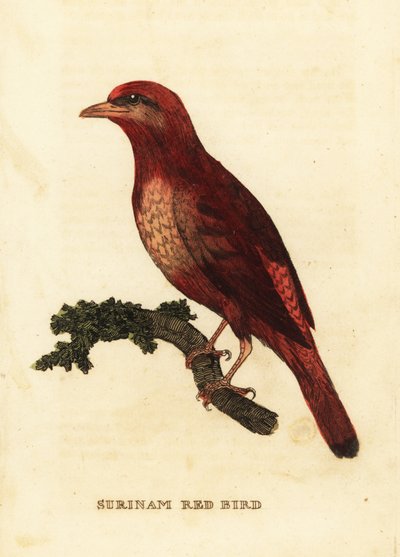 Guianan red cotinga، Phoenicircus الجزار بواسطة جورج (بعد) إدواردز