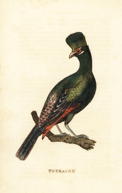 غينيا Turaco أو Turaco الأخضر ، Tauraco persa بواسطة جورج (بعد) إدواردز