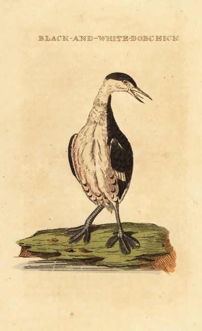 grebe مقرن ، شاب ، Podiceps auritus بواسطة جورج (بعد) إدواردز