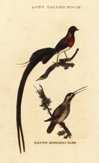 جنة طويلة الذيل Whydah ، Vidua paradisaea و طائر طنان روفوس ، Selasphorus rufus بواسطة جورج (بعد) إدواردز