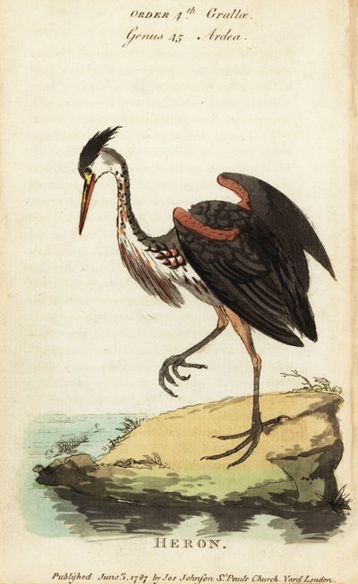 مالك الحزين أمريكا الشمالية بلون الرماد ، Ardea fusca بواسطة جورج (بعد) إدواردز