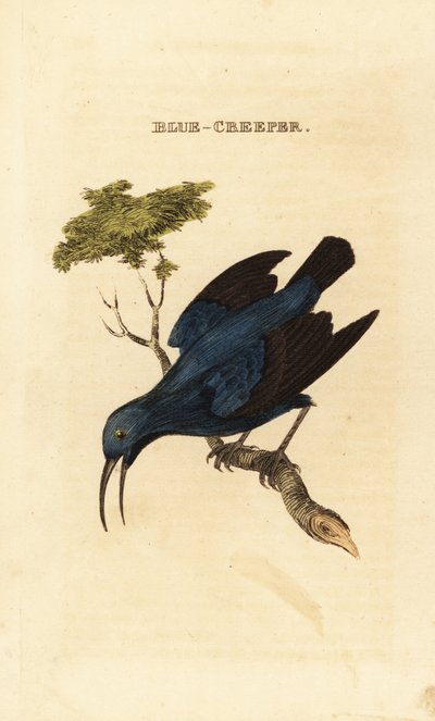 العسل الأرجواني ، Cyanerpes caeruleus بواسطة جورج (بعد) إدواردز