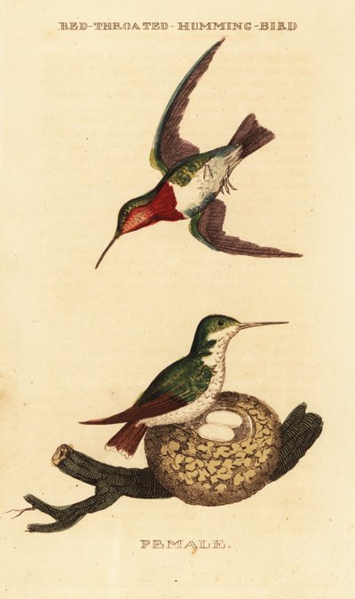 الطائر الطنان روبي الحلق ، Archilochus colubris بواسطة جورج (بعد) إدواردز